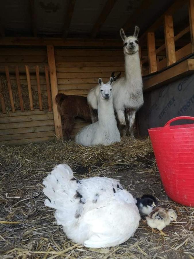Pensjonat Przy Stajni Kierzkowo  ภายนอก รูปภาพ
