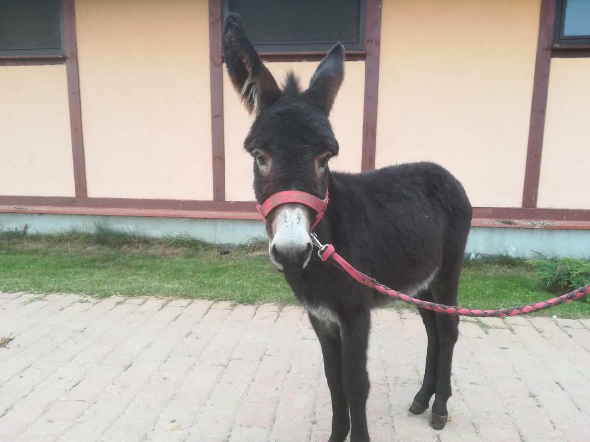 Pensjonat Przy Stajni Kierzkowo  ภายนอก รูปภาพ